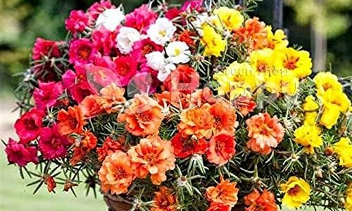 今明今亮30贴的多少钱一盒-权威今明纸平台,分享专业今亮是谁的字知识_今明今亮眼贴效果好网